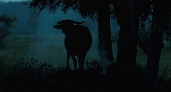 photo of cow in dim light in a forest, still from "Uncle Boonmee Who Can Recall His Past Lives"